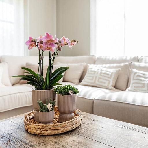 Gul Phalaenopsis Orchid + Sand Diabolo Pot