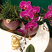 Lila Phalaenopsis Orchid - Set Om 2