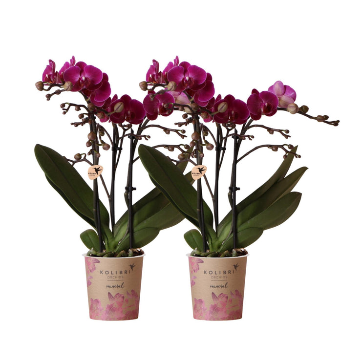 Lila Phalaenopsis Orchid - Set Om 2