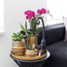 Lila Phalaenopsis Orchid - Set Om 2