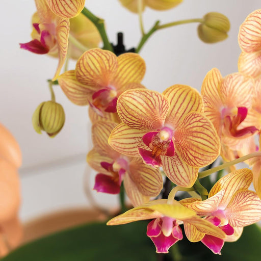 Orange Phalaenopsis Orchid Och Dess Persika Planterare