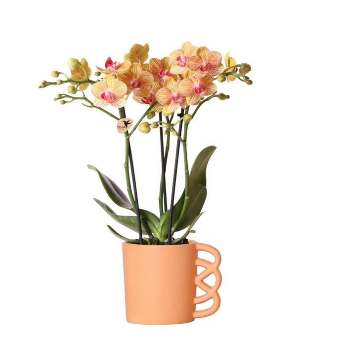 Orange Phalaenopsis Orkidé Och Dess Persikakrukskydd – H35Cm, Ø9Cm – Blommande Inomhusväxt