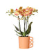 Orange Phalaenopsis Orkidé Och Dess Persikakrukskydd – H35Cm, Ø9Cm – Blommande Inomhusväxt