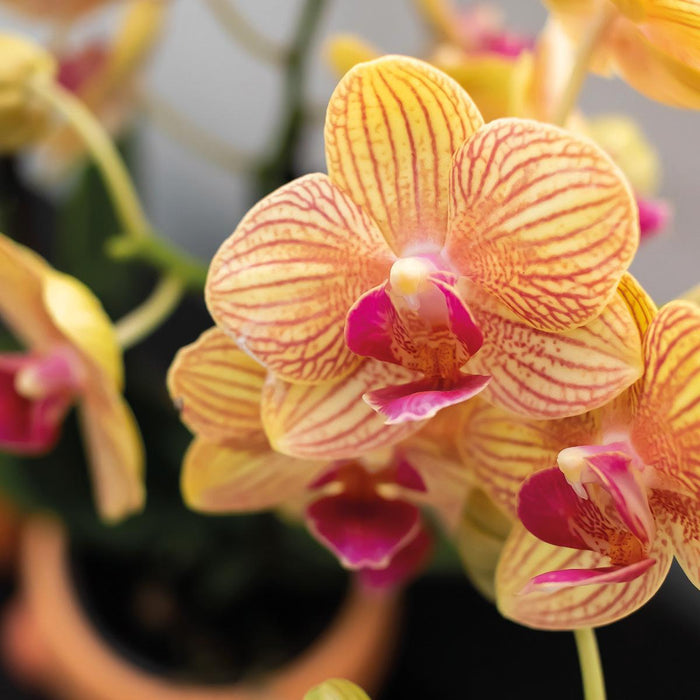 Orange Phalaenopsis Orkidé Och Dess Persikakrukskydd – H35Cm, Ø9Cm – Blommande Inomhusväxt