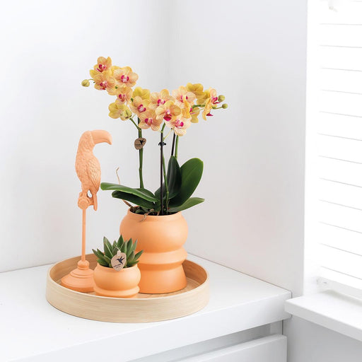 Orange Phalaenopsis Orchid Och Dess Persika Planterare