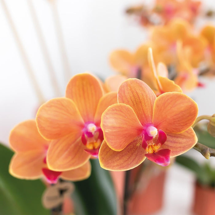 Orange Phalaenopsis Orchid - Ø9Cm - Blommande Krukväxt