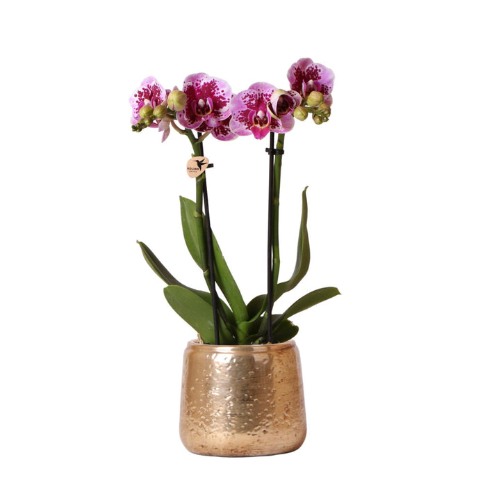 Lila Rosa Phalaenopsis Orkidé Och Dess Guldplanta - H35Cm, Ø9Cm - Blommande Inomhusväxt