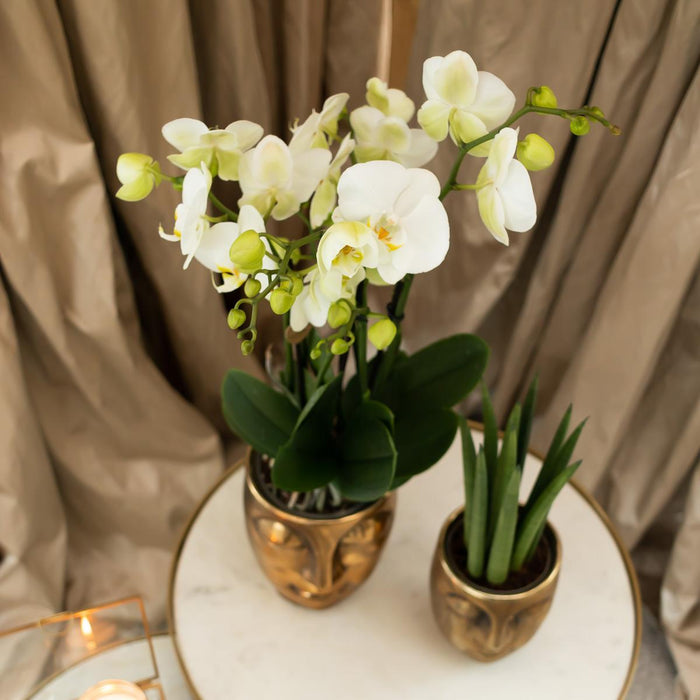 Vit Phalaenopsis Orchid Med Face-2-Face Guldkruka