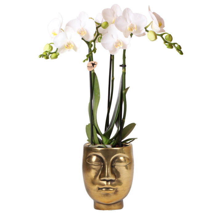 Vit Phalaenopsis Orchid Med Face-2-Face Guldkruka