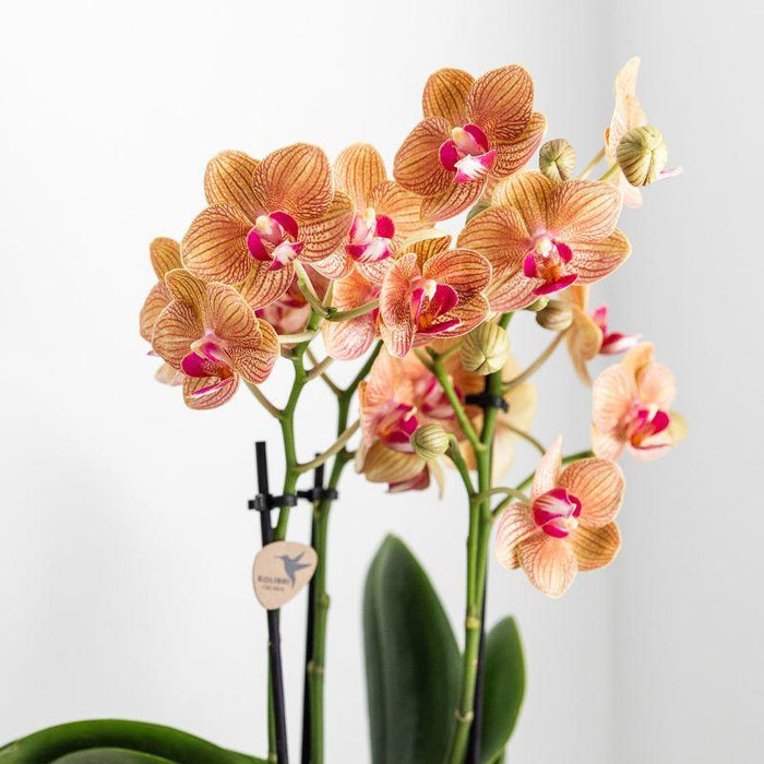 Vit Phalaenopsis Orkidé Med Frodig Kruka