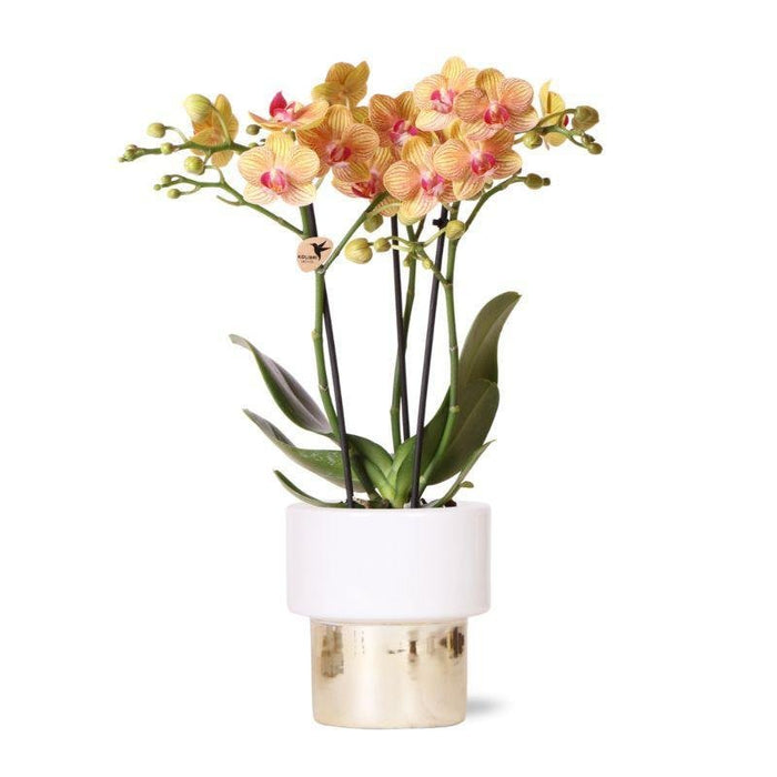 Vit Phalaenopsis Orkidé Med Frodig Kruka