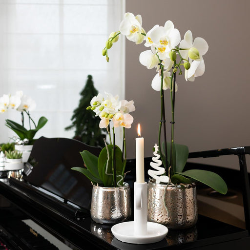 Vit Phalaenopsis Orchid I Silver Pot Amabilis