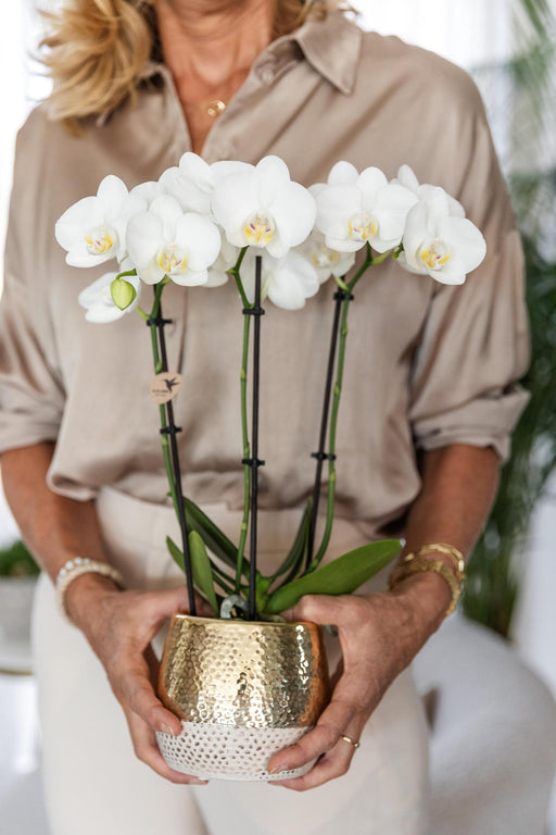 Vit Phalaenopsis Orchid I Elite Gold Pot