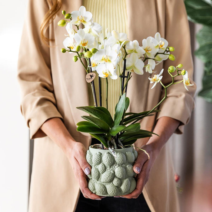 Gul Phalaenopsis Orkidé I Citrus Grön Dekorativ Kruka