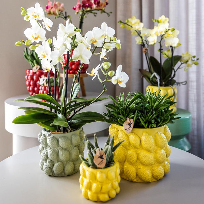 Gul Phalaenopsis Orkidé I Citrus Grön Dekorativ Kruka