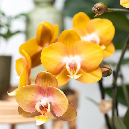 Orange Phalaenopsis Orkidé Med Cognac Emaljerad Kruka