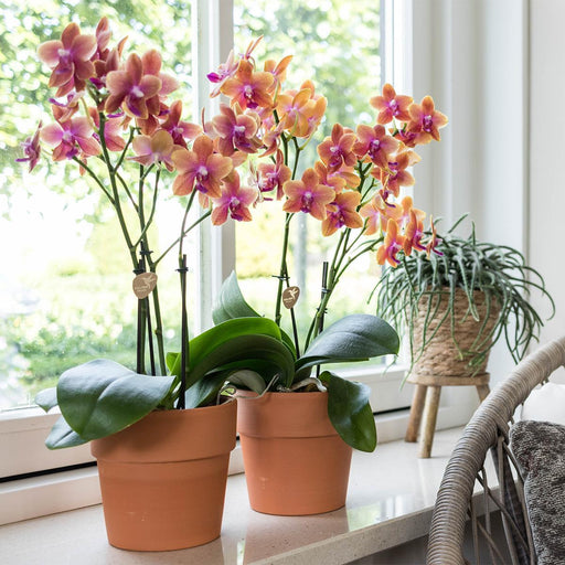 Orange Phalaenopsis Orchid I Scandic Terracotta Pot