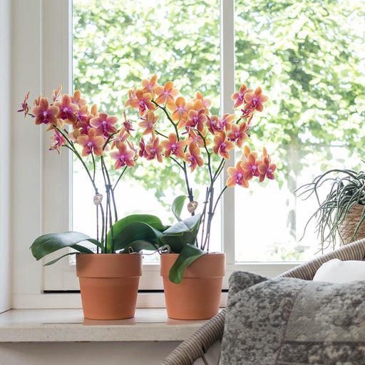 Orange Phalaenopsis Orchid I Scandic Terracotta Pot