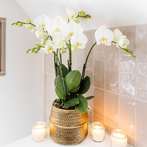 Vit Phalaenopsis Orchid Med Silver Groove Kruka