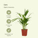 Areca Palm