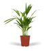 Areca Palm