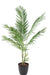 Artificiell Areca Palm För Inomhus 160 Cm