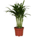 Areca Palm 'Dypsis'