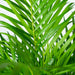 Areca Palm Och Dess Naturliga Korg H130Cm