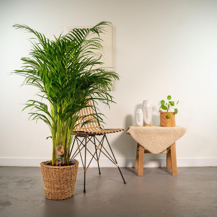 Areca Palm Och Dess Naturliga Korg H130Cm