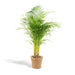 Areca Palm Och Dess Naturliga Korg H130Cm