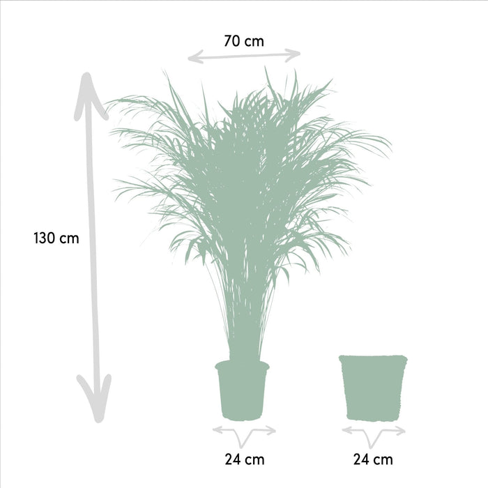 Areca Palm Och Dess Naturliga Korg H130Cm