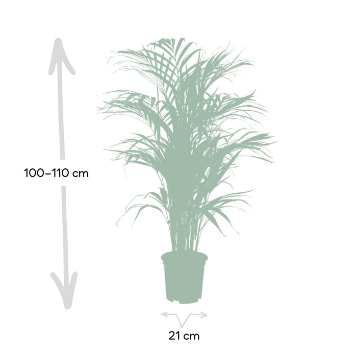 Areca Palm Xl