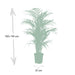 Areca Palm Xl