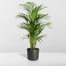 Areca Palm Xl