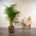 Areca Palm Tree Xl Och Dess Cache Pot H130Cm