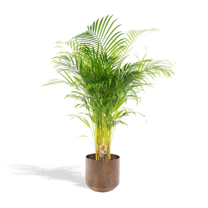 Areca Palm Tree Xl Och Dess Cache Pot H130Cm