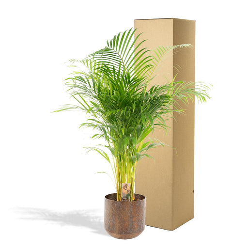 Areca Palm Tree Xl Och Dess Cache Pot H130Cm