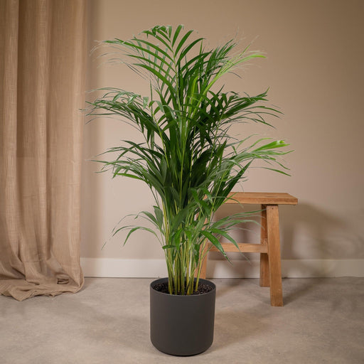 Areca Palm Xl