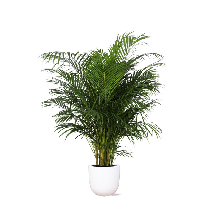 Areca Palm Och Dess Kruka