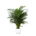 Areca Palm Och Dess Kruka