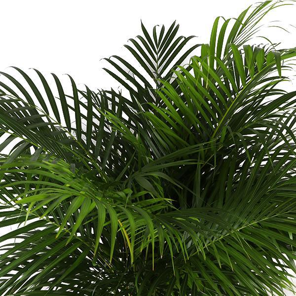 Areca Palm Och Dess Kruka