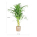 Areca Palm Och Dess Kruka