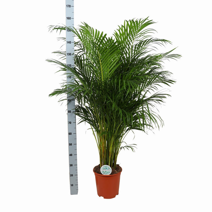 Areca Palm Och Dess Kruka