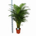 Areca Palm Och Dess Kruka