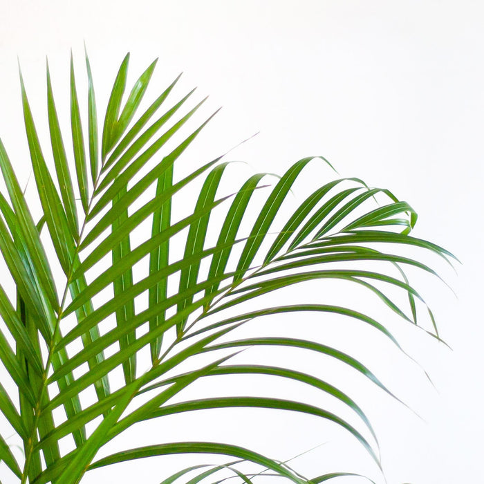 Areca Palm Och Dess Kruka