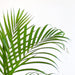 Areca Palm Och Dess Kruka