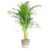 Areca Palm Och Dess Kruka