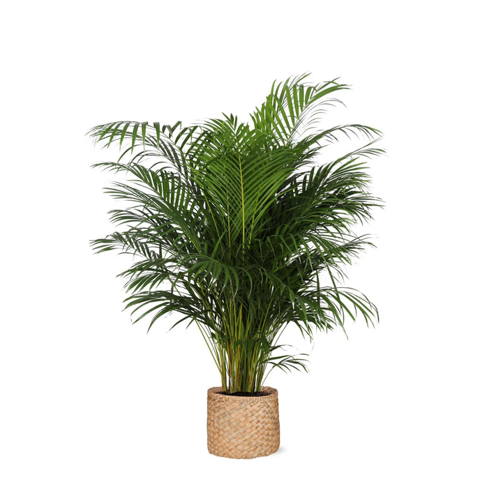 Areca Palm Och Dess Kruka