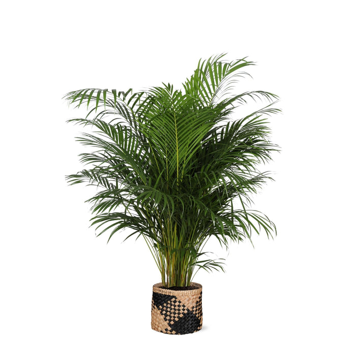 Areca Palm Och Dess Kruka