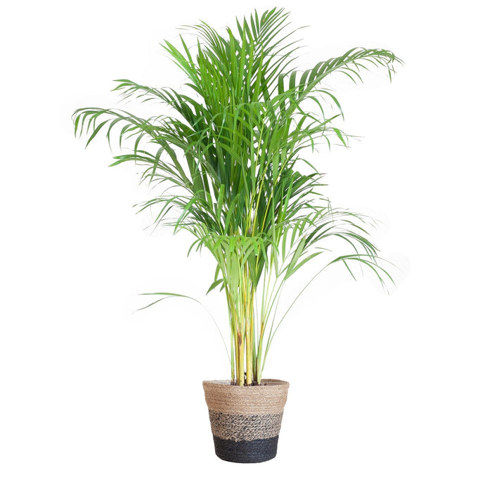 Areca Palm Och Dess Kruka